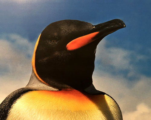 Tierfamiliengeschichte: Und der Pinguin fliegt! - Spektrum der Wissenschaft